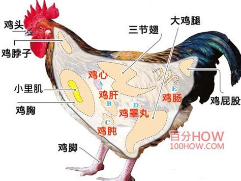 雞垂意思|雞的解释